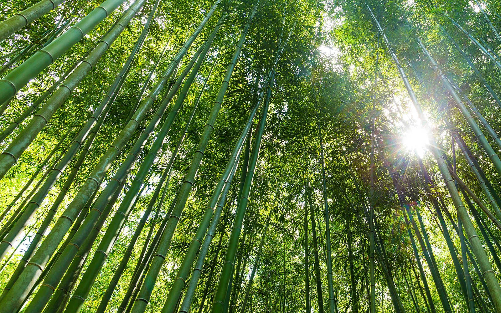 Sunlight filtering through a dense bamboo forest