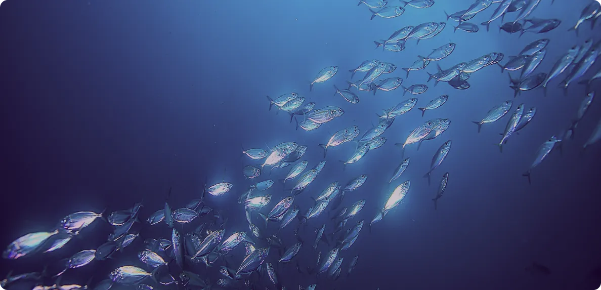 A school of fish swimming in a clean ocean 